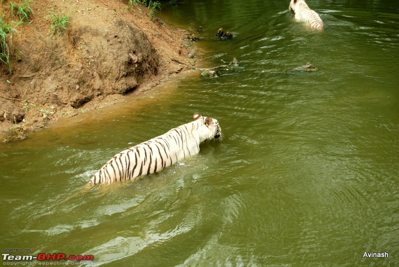 Hyderabad Zoo : A Photoblog-dsc_8367.jpg