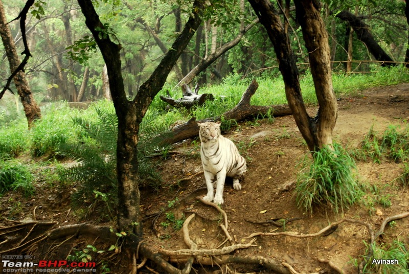 Hyderabad Zoo : A Photoblog-dsc_8385.jpg