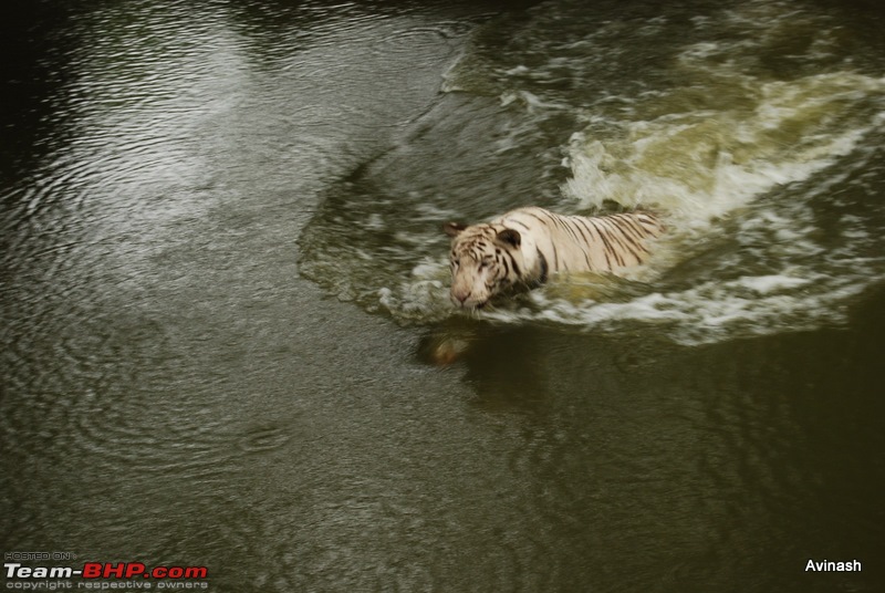 Hyderabad Zoo : A Photoblog-dsc_8387.jpg