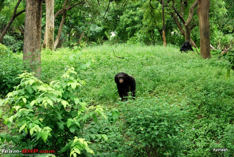 Hyderabad Zoo : A Photoblog-dsc_8342.jpg