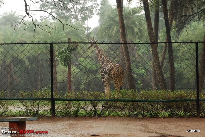 Hyderabad Zoo : A Photoblog-dsc_8432.jpg