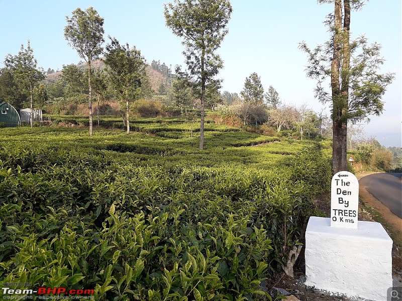 Team-BHPians ride to Kotagiri-den-trees.jpg