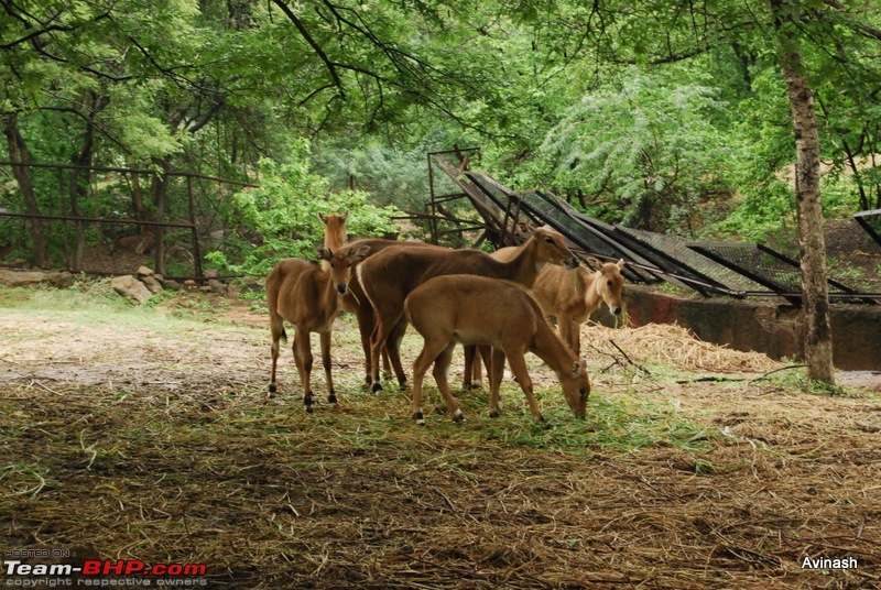 Hyderabad Zoo : A Photoblog-dsc_8461.jpg