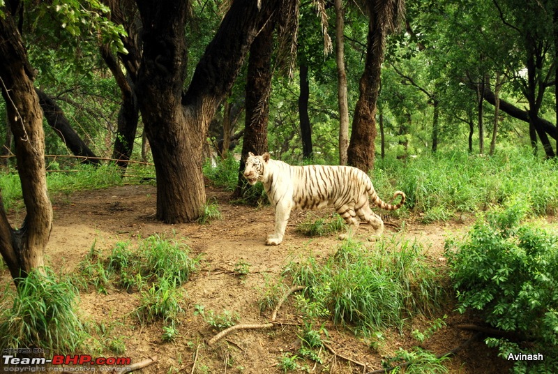 Hyderabad Zoo : A Photoblog-dsc_8411.jpg