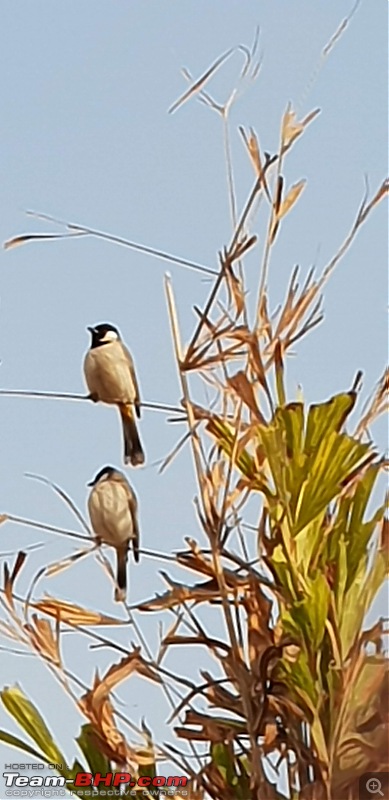 Quick run to the Rann  Ahmedabad to Dholavira-20190114_100532.jpg