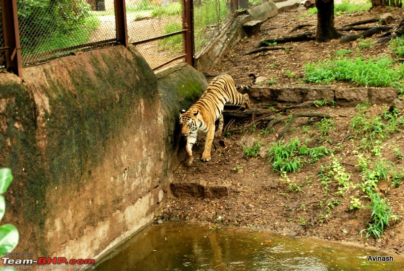 Hyderabad Zoo : A Photoblog-dsc_8399.jpg