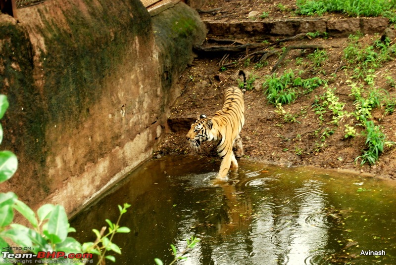 Hyderabad Zoo : A Photoblog-dsc_8402.jpg