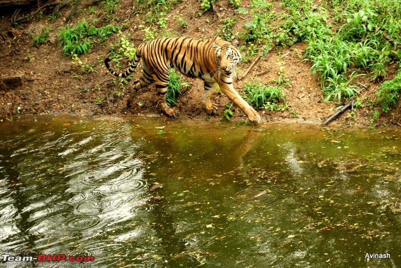 Hyderabad Zoo : A Photoblog-dsc_8405.jpg