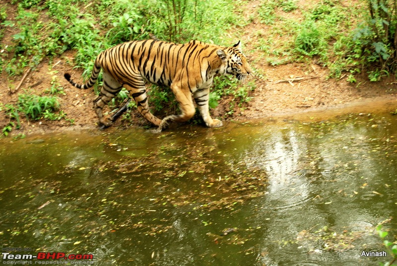 Hyderabad Zoo : A Photoblog-dsc_8406.jpg