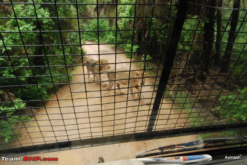 Hyderabad Zoo : A Photoblog-dsc_8436.jpg
