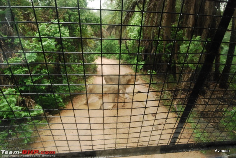 Hyderabad Zoo : A Photoblog-dsc_8437.jpg