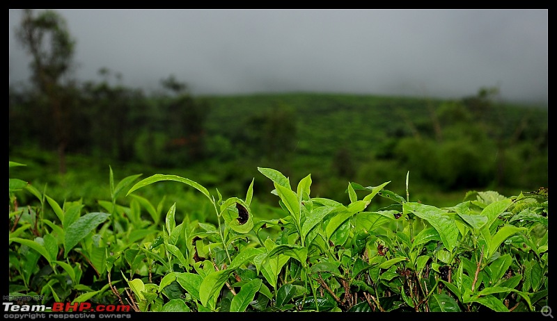 Quick drive through Vagamon and KK road in Kerala-dsc_0464.jpg