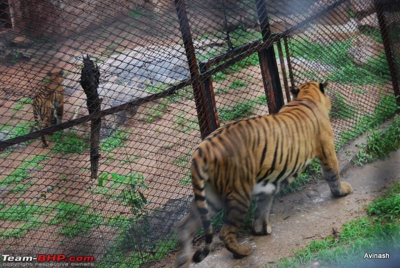 Hyderabad Zoo : A Photoblog-dsc_8445.jpg