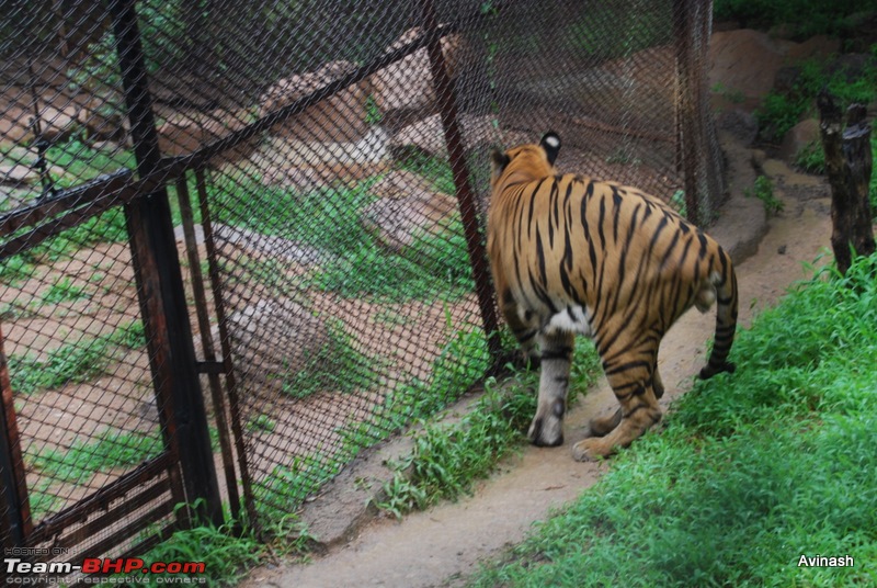 Hyderabad Zoo : A Photoblog-dsc_8447.jpg