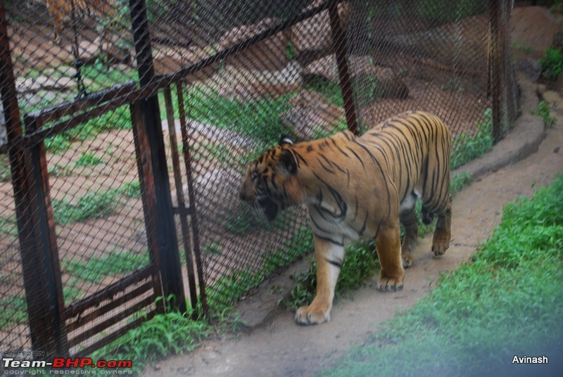 Hyderabad Zoo : A Photoblog-dsc_8449.jpg