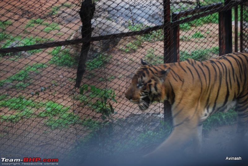 Hyderabad Zoo : A Photoblog-dsc_8450.jpg