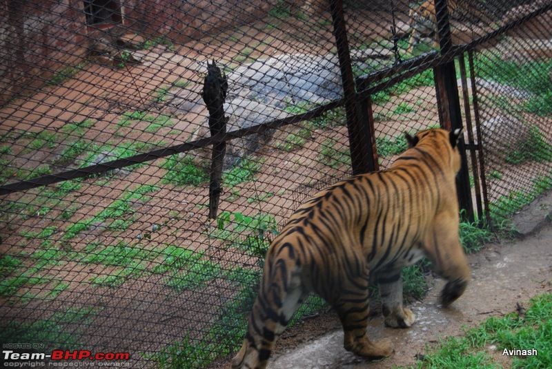 Hyderabad Zoo : A Photoblog-dsc_8452.jpg