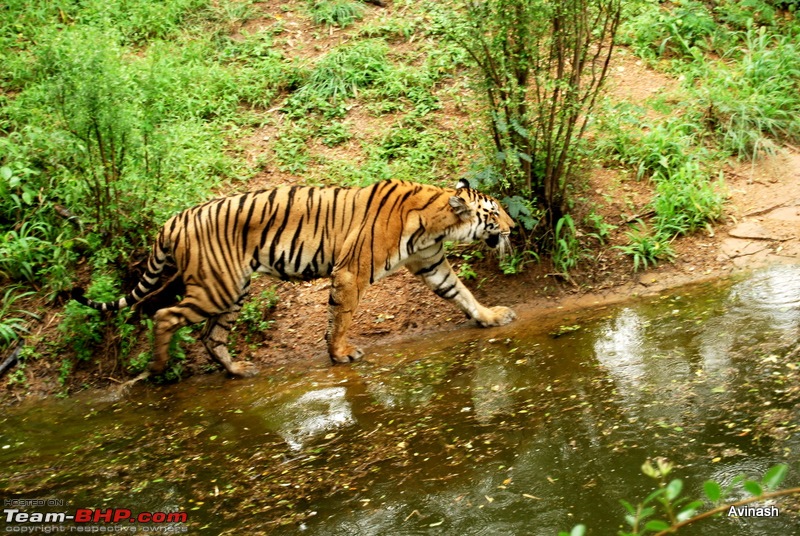 Hyderabad Zoo : A Photoblog-dsc_8407.jpg