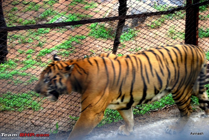 Hyderabad Zoo : A Photoblog-dsc_8444.jpg