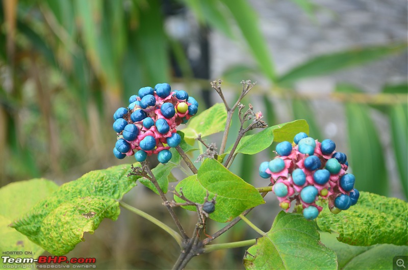 Meghalaya : In the abode of clouds-dsc_0059.jpg