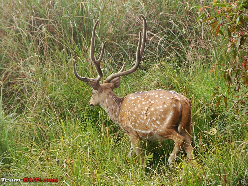 Terai Forests of UP - Dudhwa Tiger Reserve, Kishanpur & Katarniaghat Wildlife Sanctuary-dsc01922.jpg