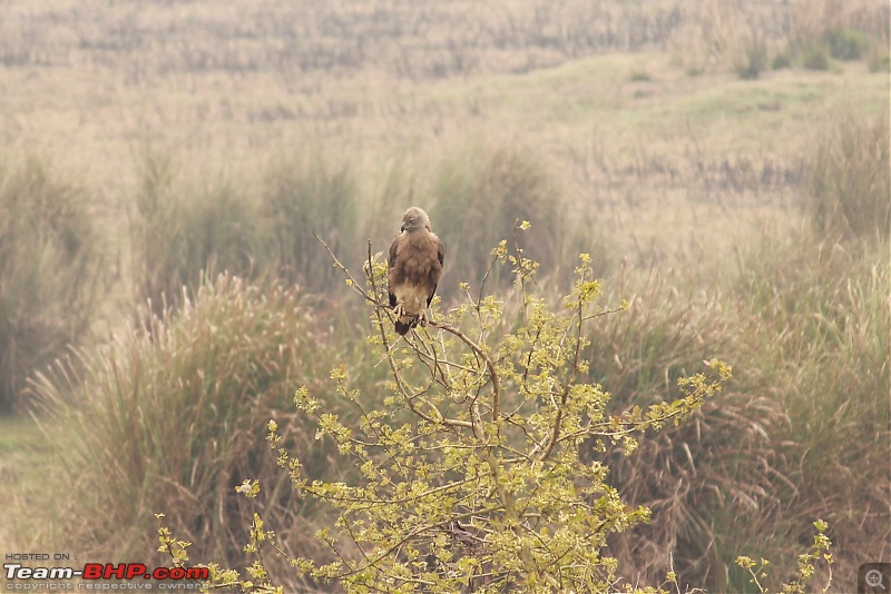 Terai Forests of UP - Dudhwa Tiger Reserve, Kishanpur & Katarniaghat Wildlife Sanctuary-img_3984.jpg