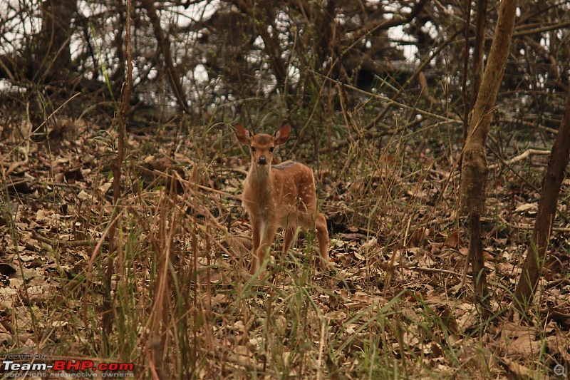 Terai Forests of UP - Dudhwa Tiger Reserve, Kishanpur & Katarniaghat Wildlife Sanctuary-img_4067.jpg
