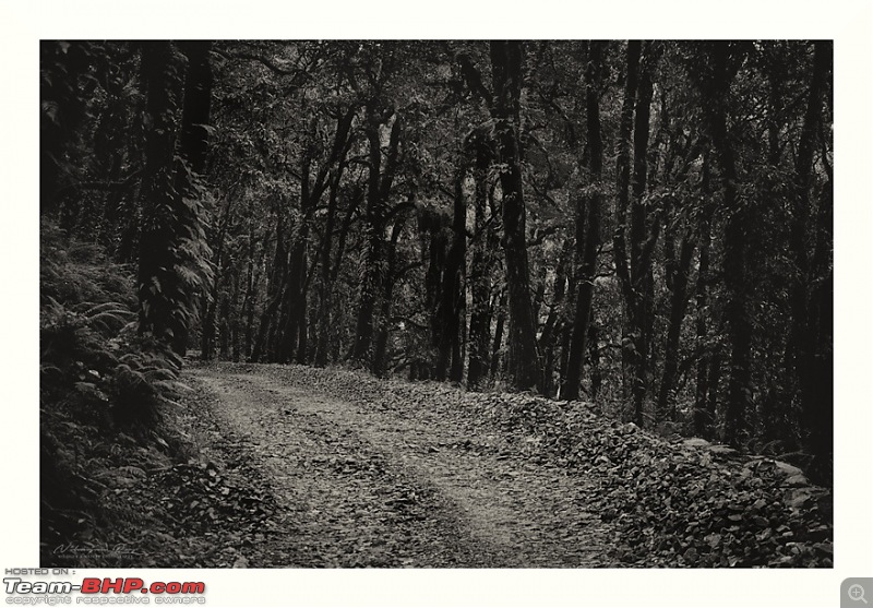 Bison Chronicles | Mist and Rain, Kumaon-dsc_5190_00001.jpg