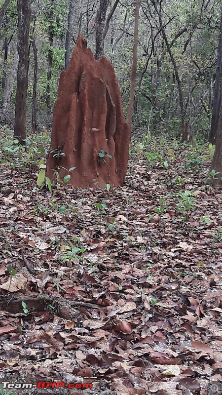 Panchalingeshwar Temple and Kuldiha forest trip, Odisha-termite-mould.jpg