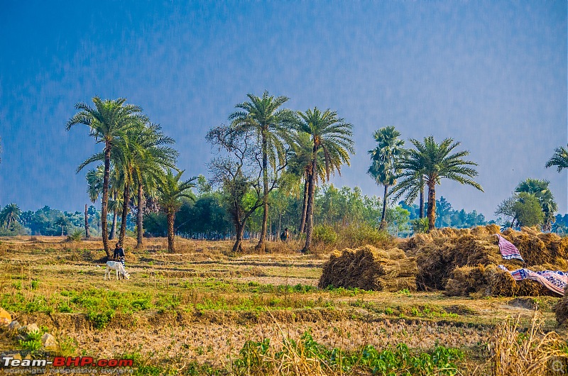 Winter wanderings - Rural Bengal & Meghalaya!-_dsc7838.jpg