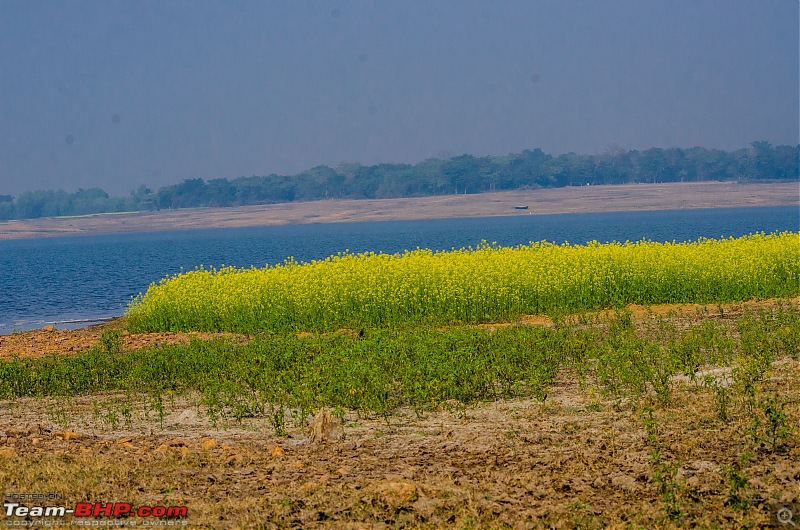 Winter wanderings - Rural Bengal & Meghalaya!-_dsc7875.jpg