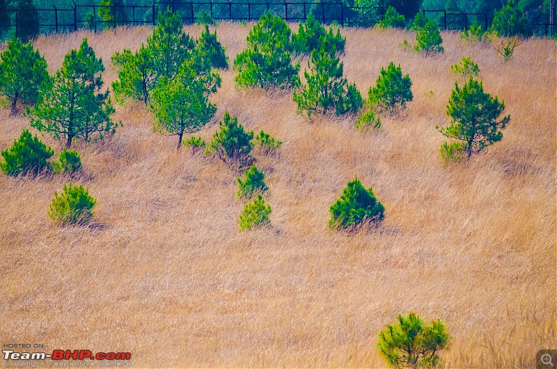 Winter wanderings - Rural Bengal & Meghalaya!-_dsc8037.jpg