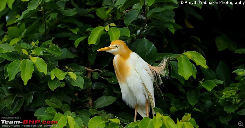 A day out @ Ranganathittu Bird Sanctuary-13.jpg
