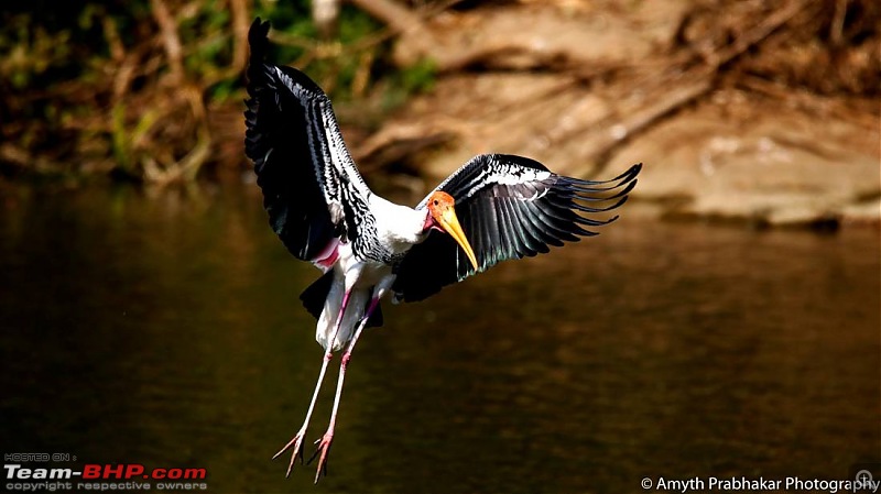 A day out @ Ranganathittu Bird Sanctuary-18.jpg