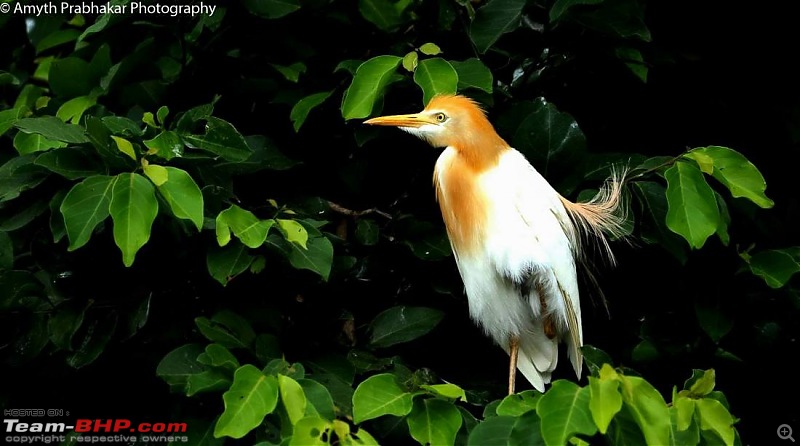 A day out @ Ranganathittu Bird Sanctuary-22.jpg