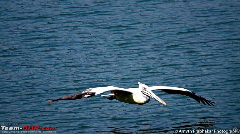 A day out @ Ranganathittu Bird Sanctuary-50.jpg