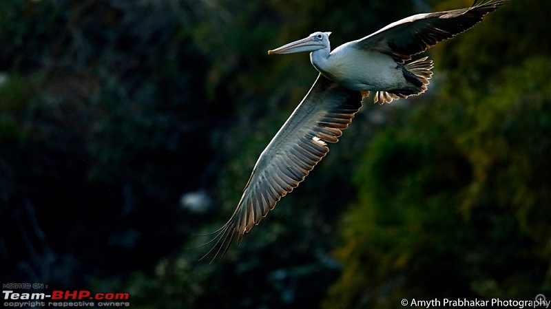 A day out @ Ranganathittu Bird Sanctuary-52.jpg