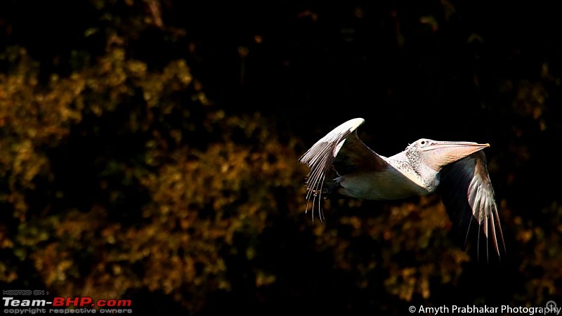 A day out @ Ranganathittu Bird Sanctuary-54.jpg