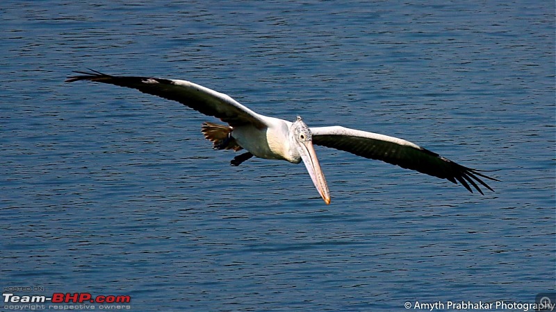 A day out @ Ranganathittu Bird Sanctuary-55.jpg