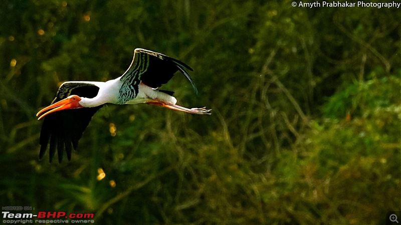 A day out @ Ranganathittu Bird Sanctuary-59.jpg