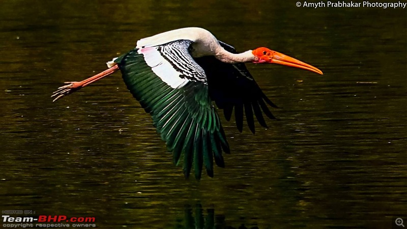 A day out @ Ranganathittu Bird Sanctuary-64.jpg