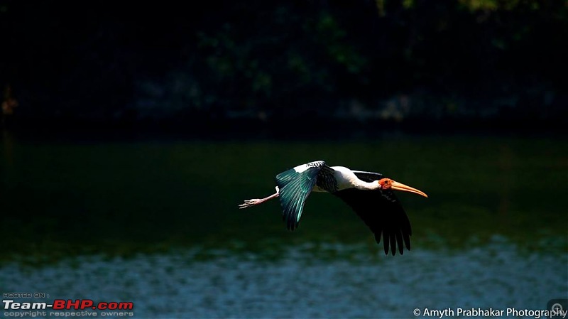 A day out @ Ranganathittu Bird Sanctuary-68.jpg