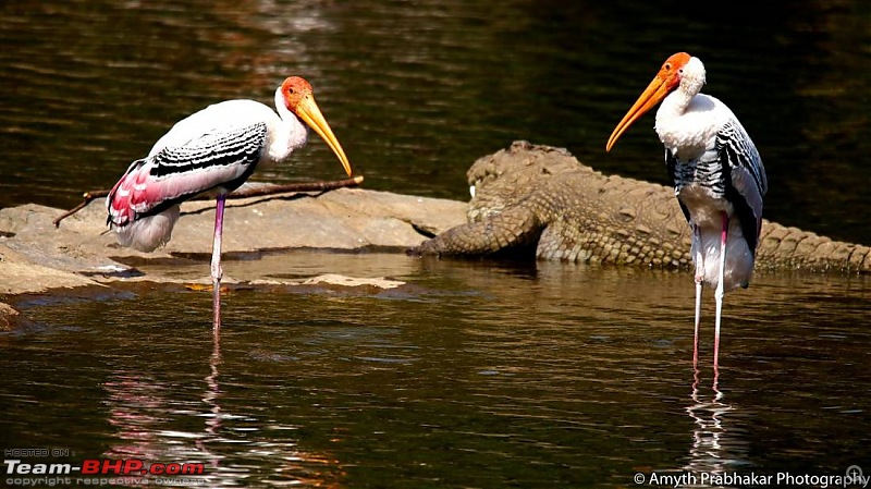 A day out @ Ranganathittu Bird Sanctuary-70.jpg