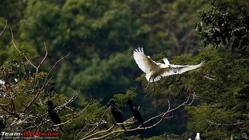 A day out @ Ranganathittu Bird Sanctuary-82.jpg