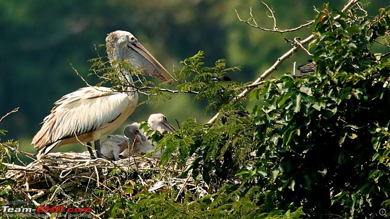 A day out @ Ranganathittu Bird Sanctuary-90.jpg