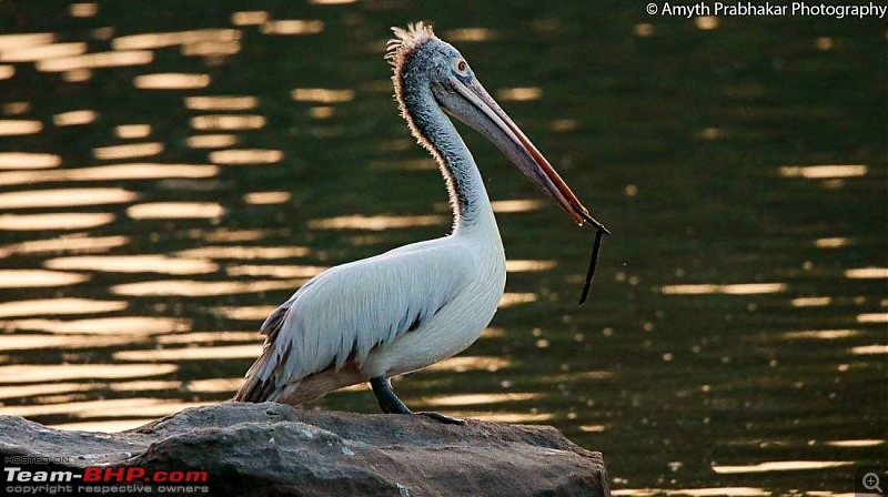 A day out @ Ranganathittu Bird Sanctuary-92.jpg