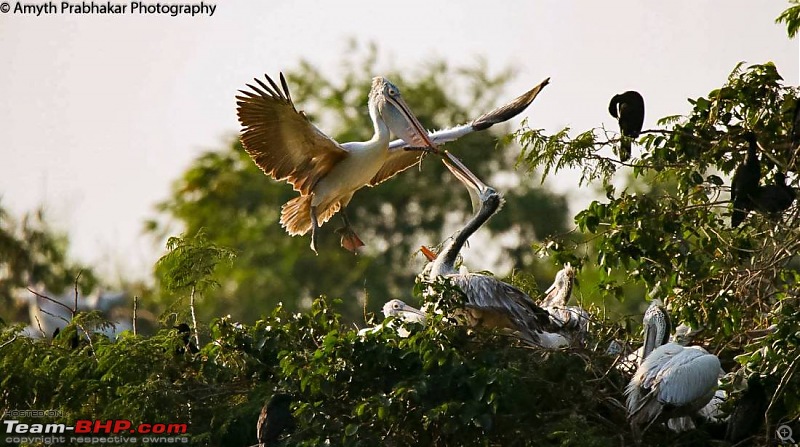 A day out @ Ranganathittu Bird Sanctuary-97.jpg