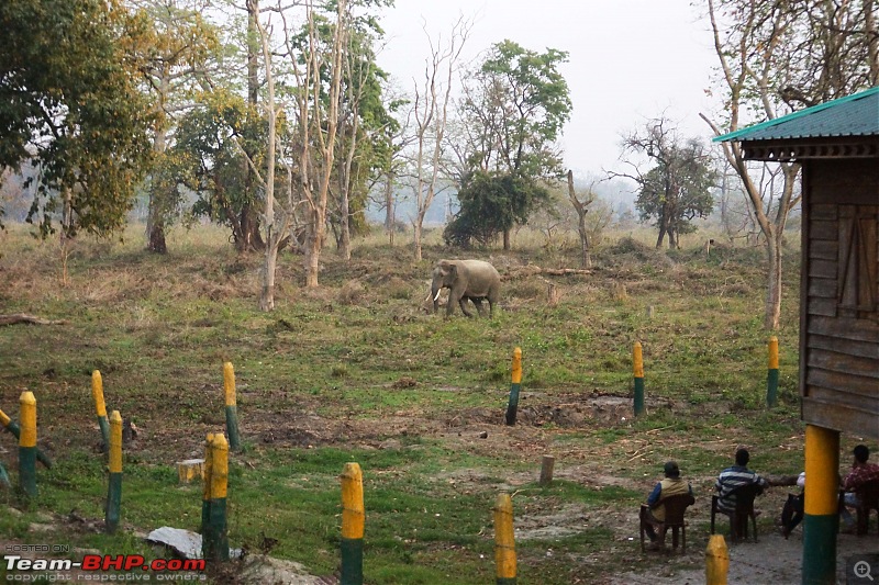 Ciazzler Roadtrip | 4700 km, a wedding (Kolkata) and forests (Jaldapara & Gorumara)-northbengal_53k2000.jpg