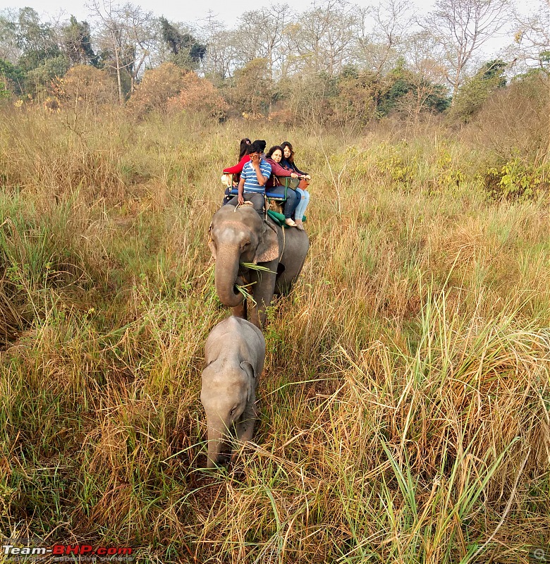 Ciazzler Roadtrip | 4700 km, a wedding (Kolkata) and forests (Jaldapara & Gorumara)-northbengal_239k2000.jpg