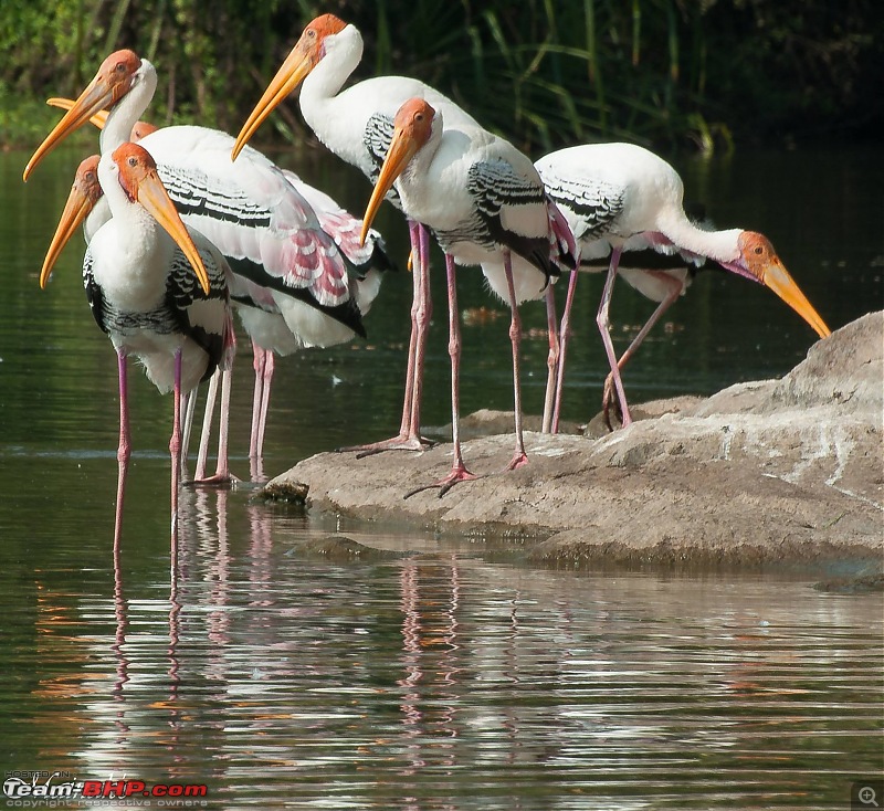 A day out @ Ranganathittu Bird Sanctuary-27355874_10156522390093465_5969317691323170376_o.jpg